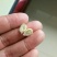 小叶软枝香橙果果