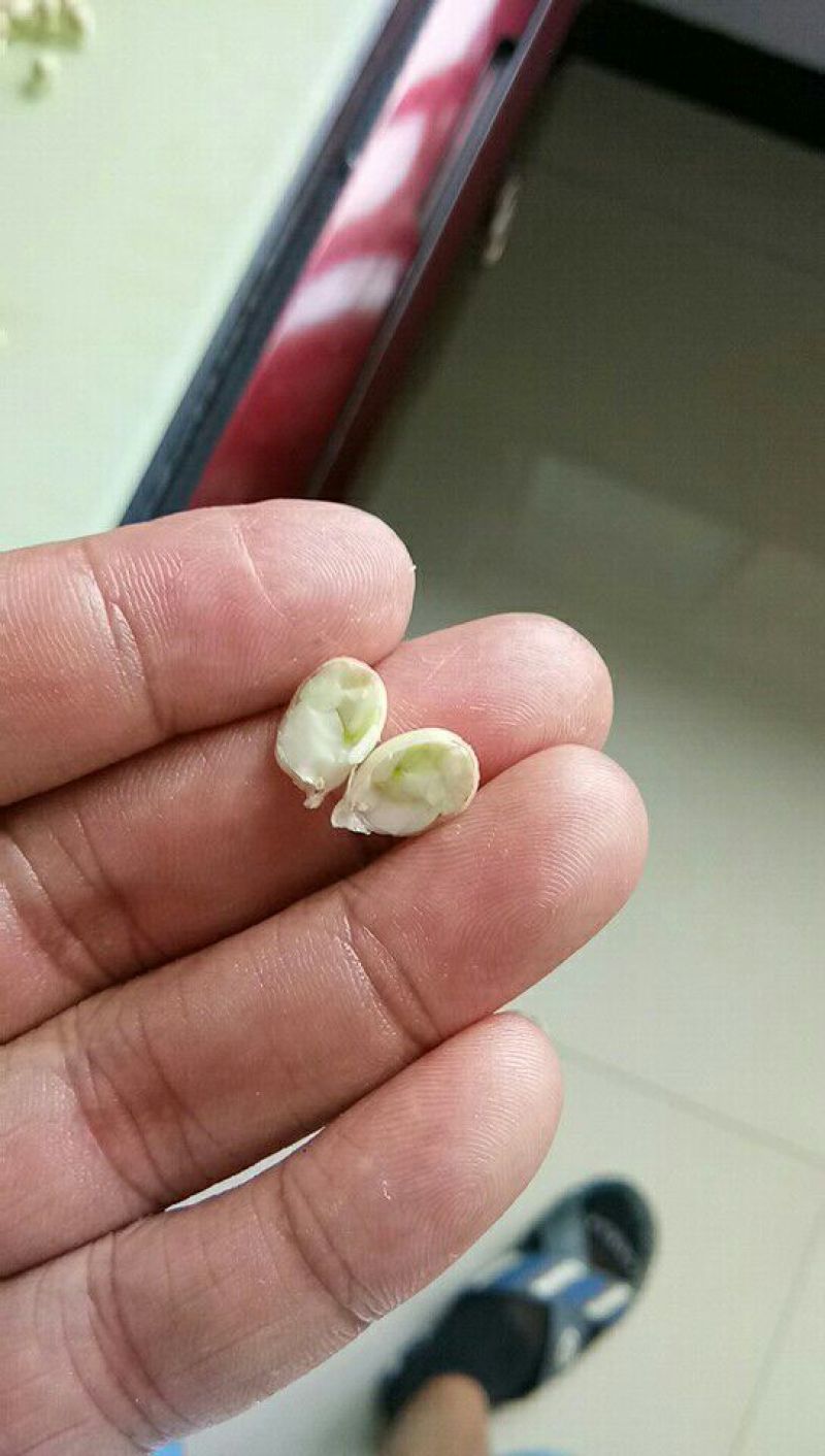 小叶软枝香橙果果