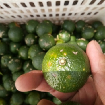 小叶软枝香橙果果