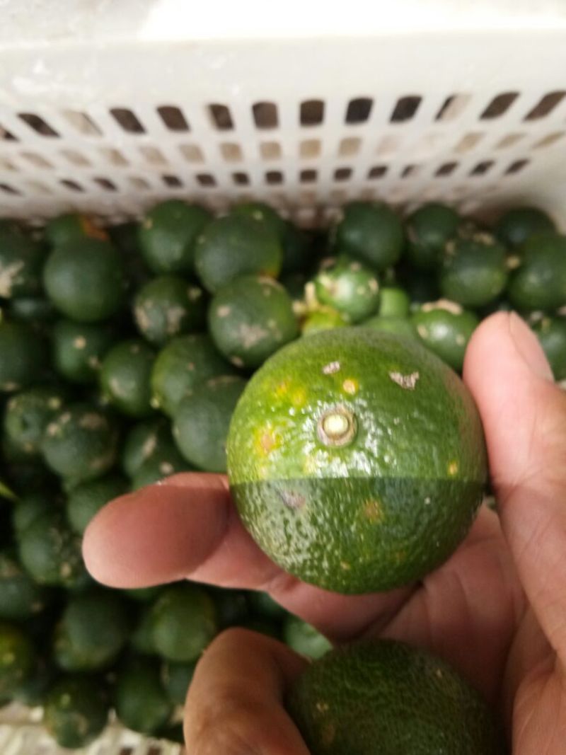 小叶软枝香橙果果