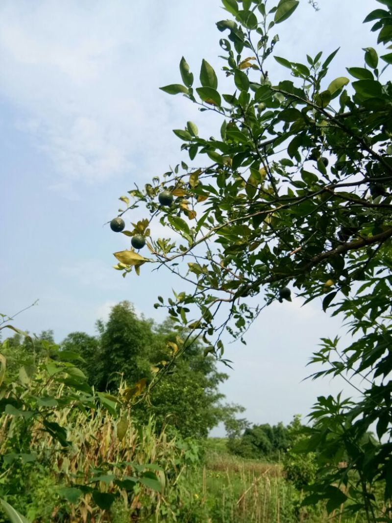 小叶软枝香橙果果