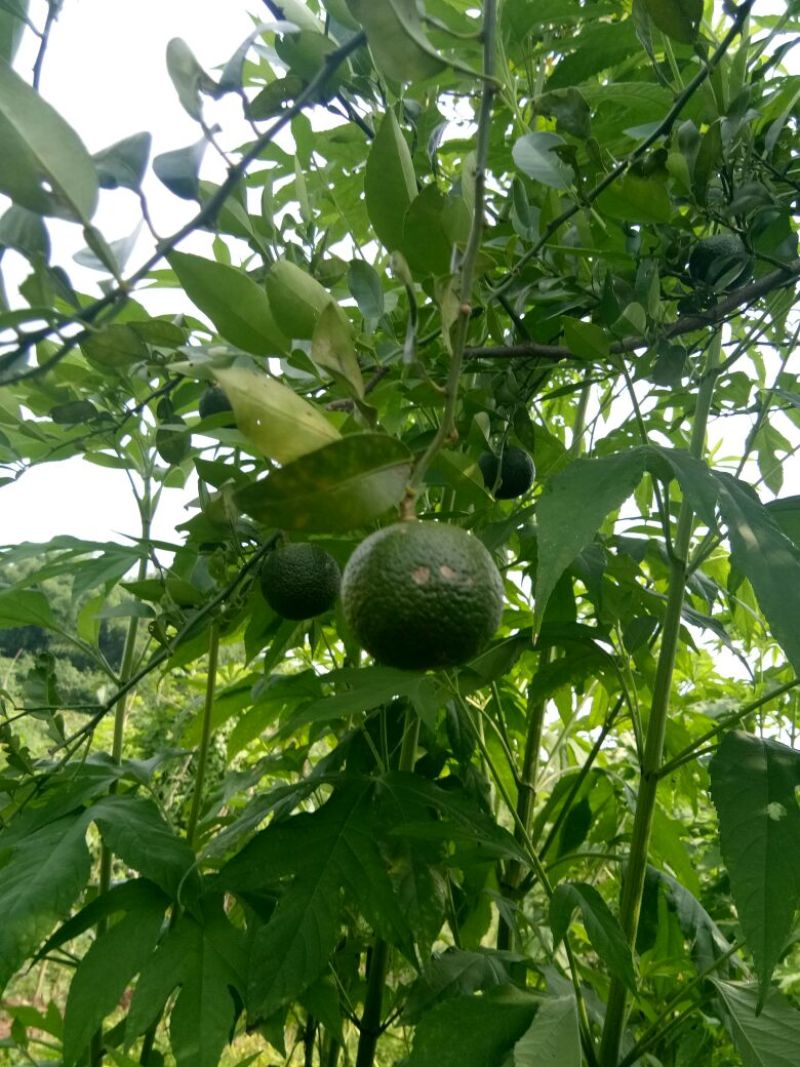 小叶软枝香橙果果