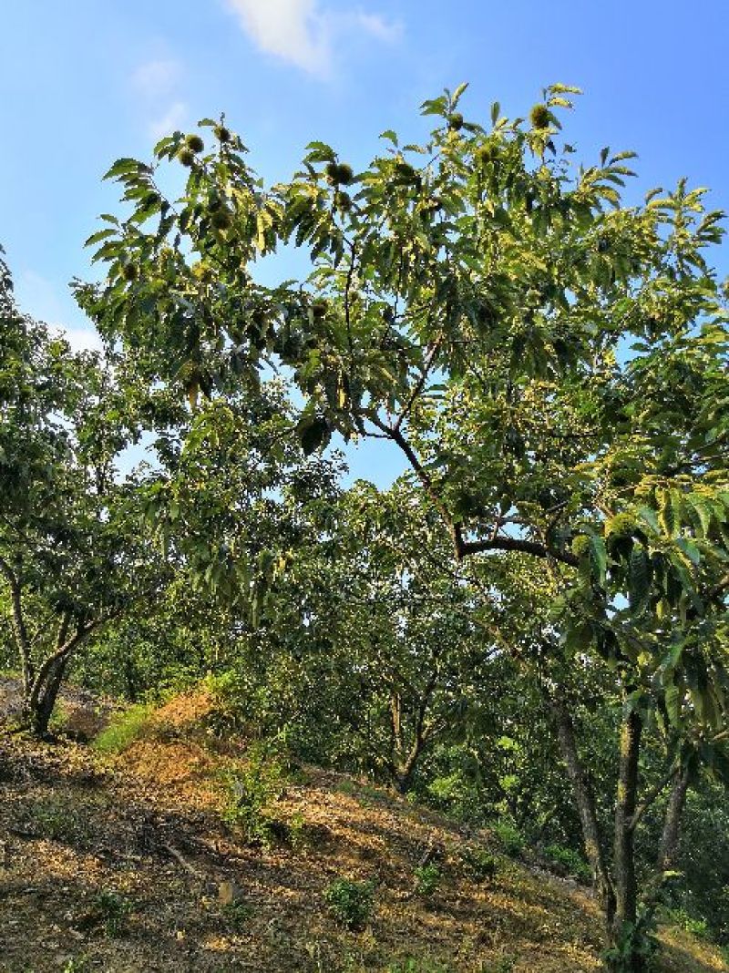 金寨板栗栗子红壳板栗现货大别山土特产