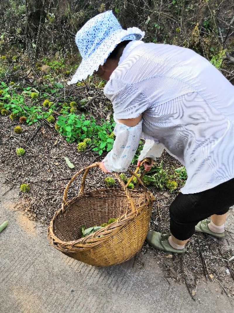 金寨板栗栗子红壳板栗现货大别山土特产