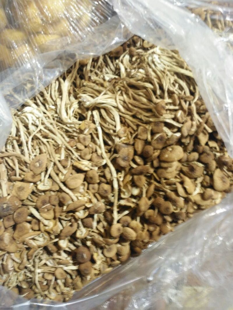 福建古田茶树菇不开伞茶树菇特级