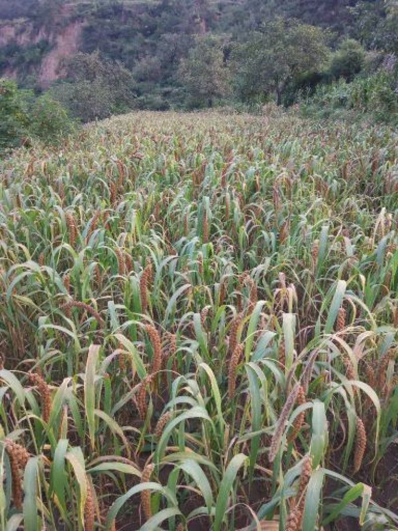 黄小米
