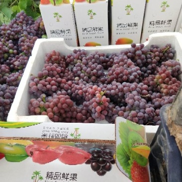 玫瑰香葡萄