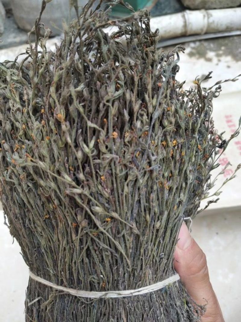 独脚金广西野生
