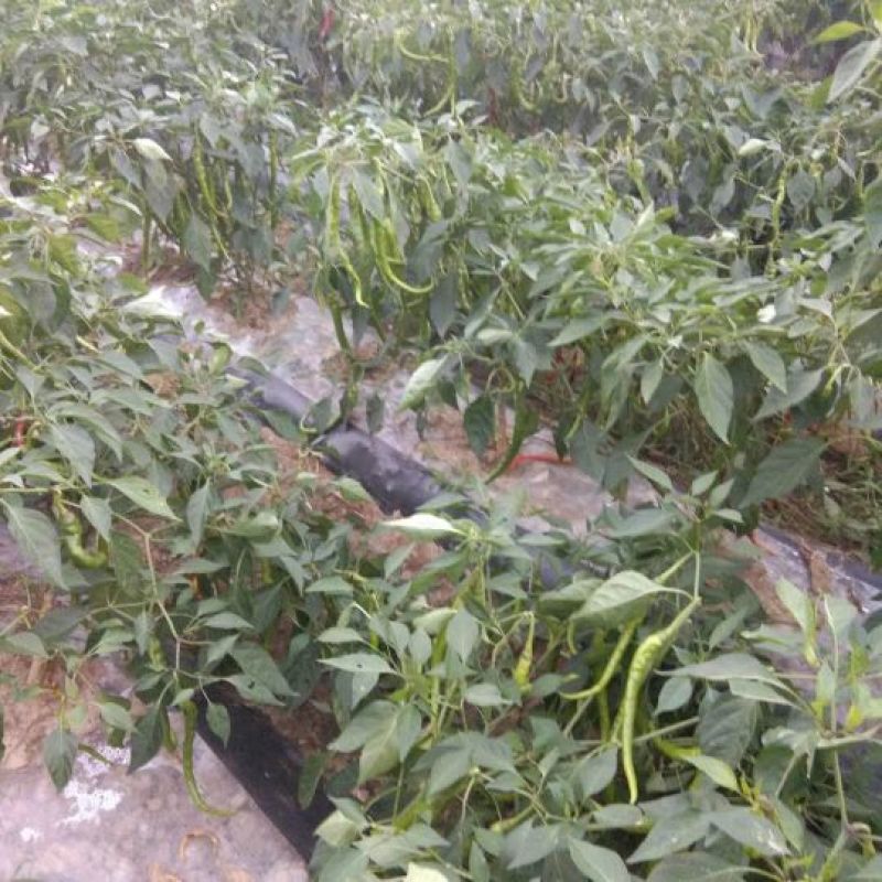 鲜辣椒