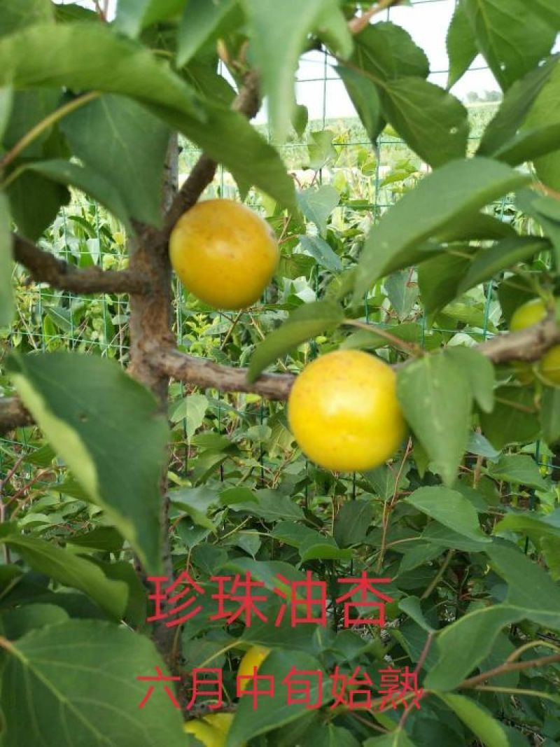 珍珠油杏树苗，珍珠油杏，外观油亮口感好
