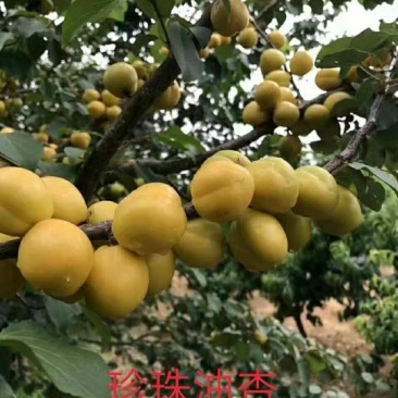 珍珠油杏树苗，珍珠油杏，外观油亮口感好