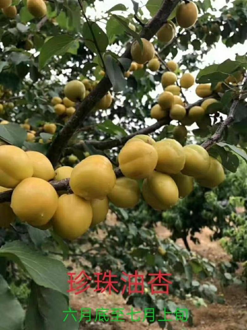 珍珠油杏树苗，珍珠油杏，外观油亮口感好