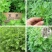 艾草种子大叶艾草四季野生药用香艾草食用草