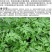 艾草种子大叶艾草四季野生药用香艾草食用草