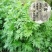 艾草种子大叶艾草四季野生药用香艾草食用草