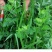 艾草种子大叶艾草四季野生药用香艾草食用草