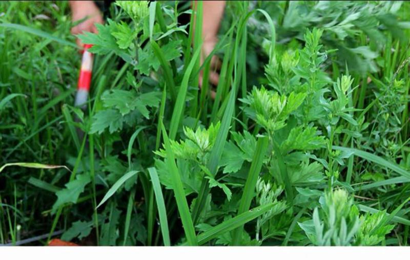 艾草种子大叶艾草四季野生药用香艾草食用草