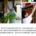 艾草种子大叶艾草四季野生药用香艾草食用草
