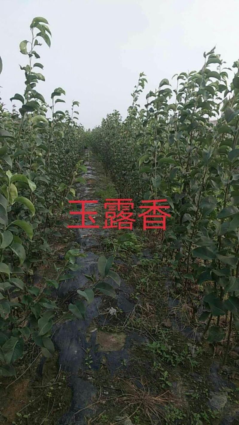 玉露香梨树苗口感好，果肉细腻