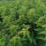 矮化樱桃苗美早，俄罗斯8号鲁樱3号瑞德布鲁克斯萨米脱
