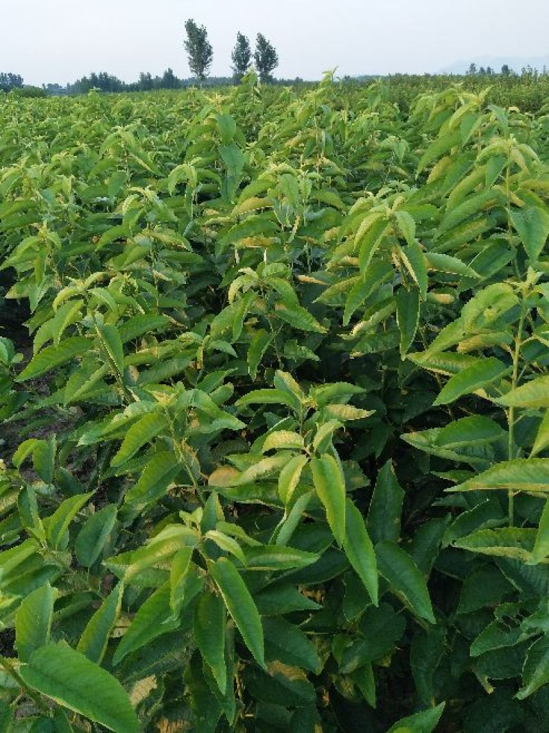 矮化樱桃苗美早，俄罗斯8号鲁樱3号瑞德布鲁克斯萨米脱