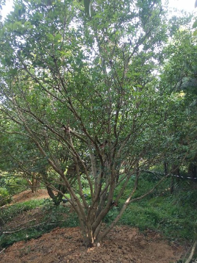 断根杨梅树熟货，地经25--35公分，工程苗基地直发量大从优