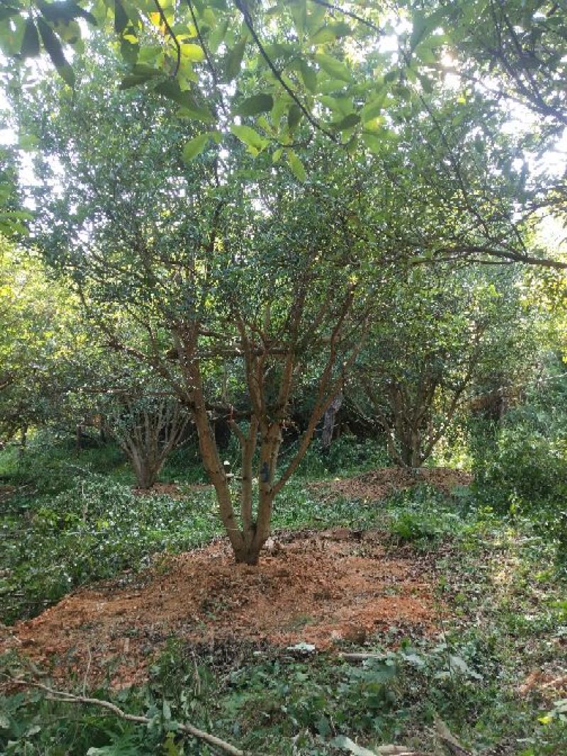 断根杨梅树熟货，地经25--35公分，工程苗基地直发量大从优