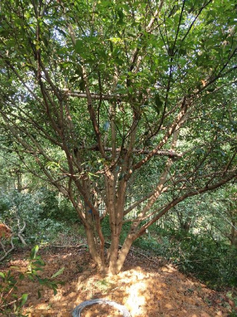 断根杨梅树熟货，地经25--35公分，工程苗基地直发量大从优