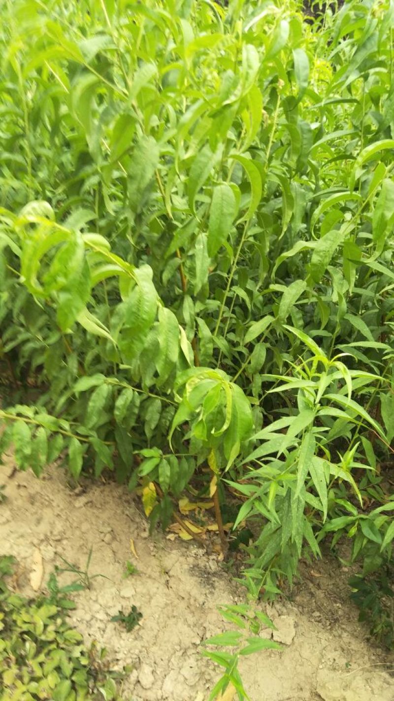 桃树品种苗，杏树，梨树，柿柿子，苹果全