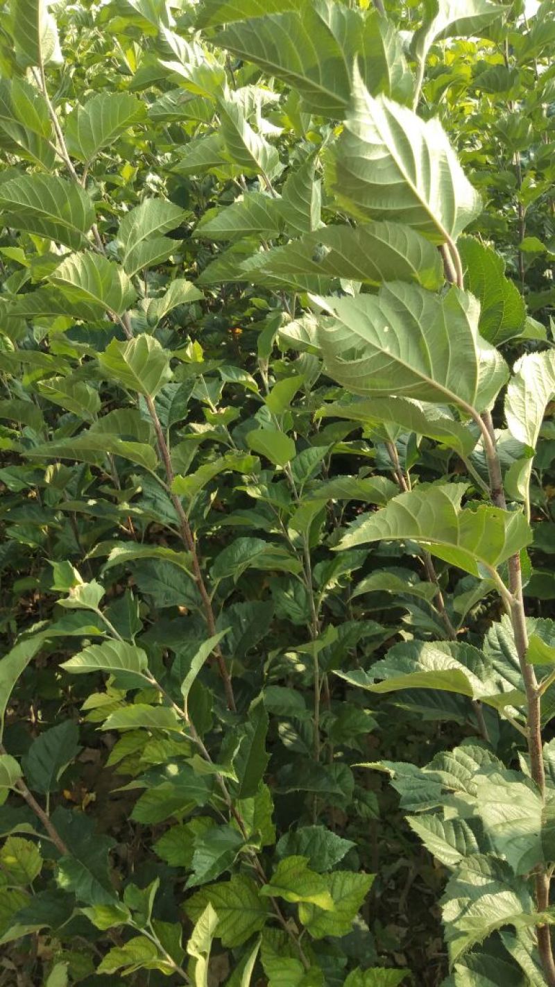 桃树品种苗，杏树，梨树，柿柿子，苹果全