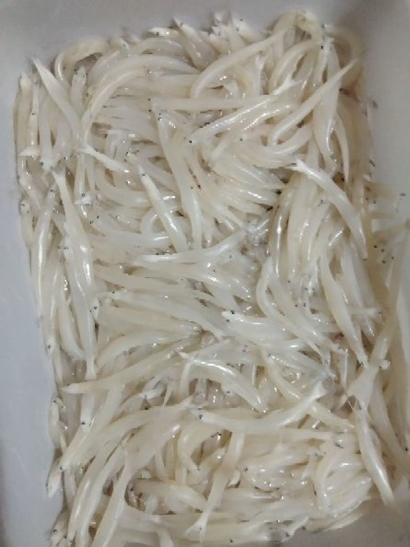 淡水银鱼
