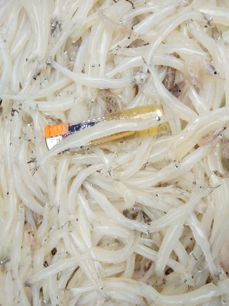 淡水银鱼