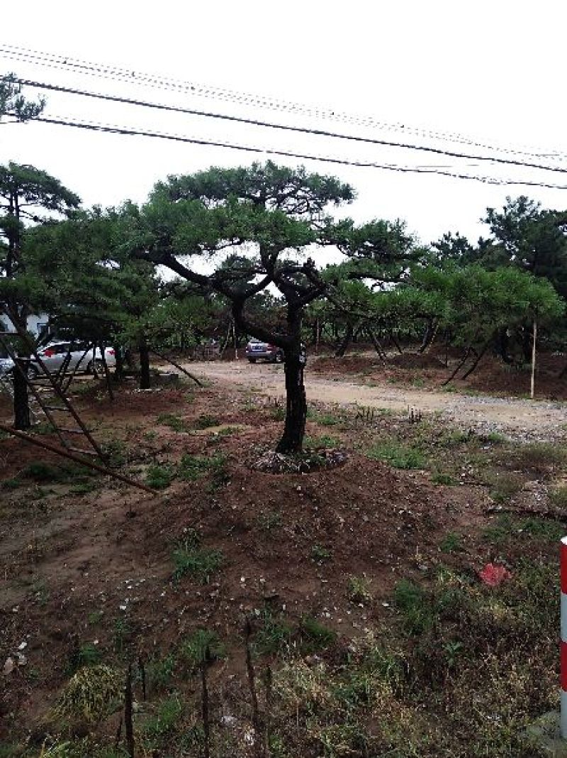 专业常年销售绿化——造型景松树，造型油松，黑松，平顶松，