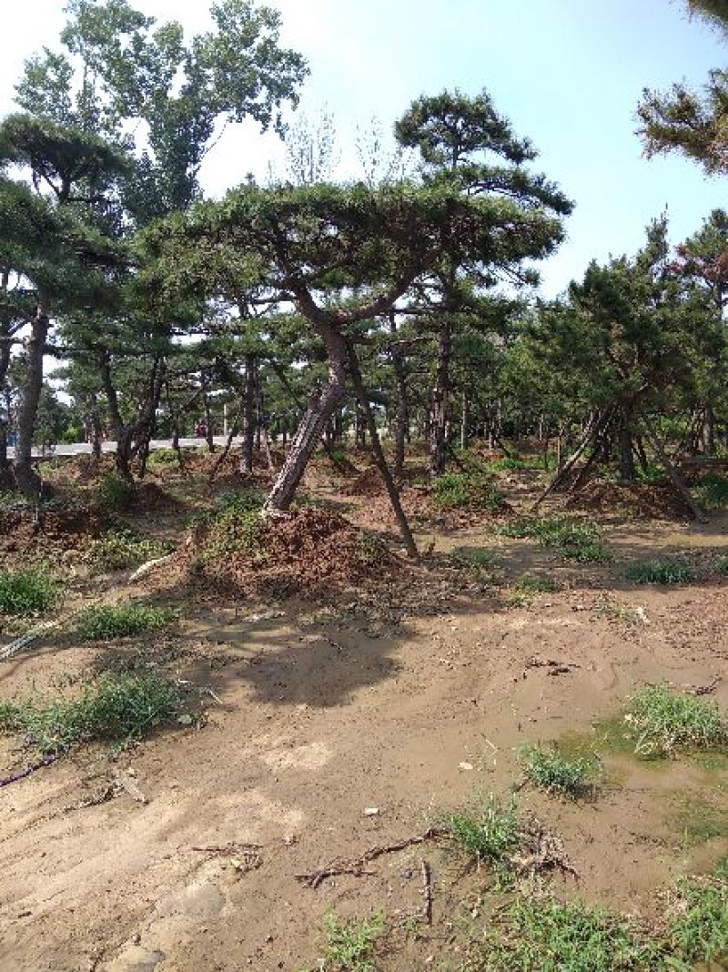 专业常年销售绿化——造型景松树，造型油松，黑松，平顶松，