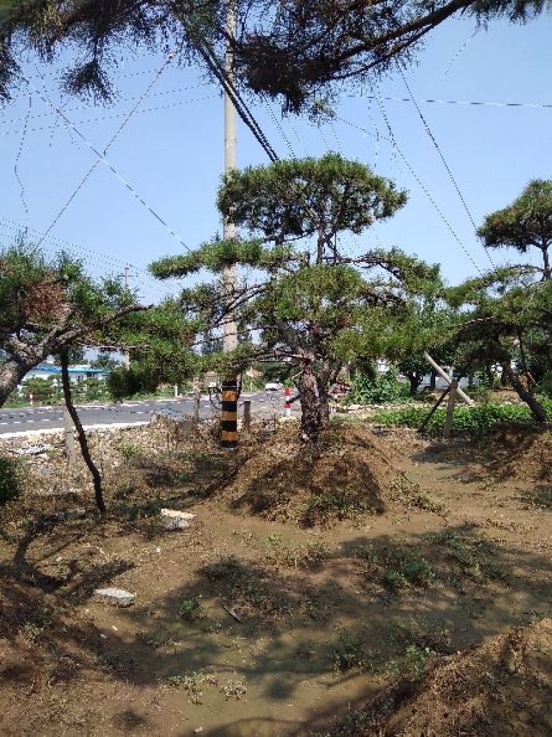 专业常年销售绿化——造型景松树，造型油松，黑松，平顶松，