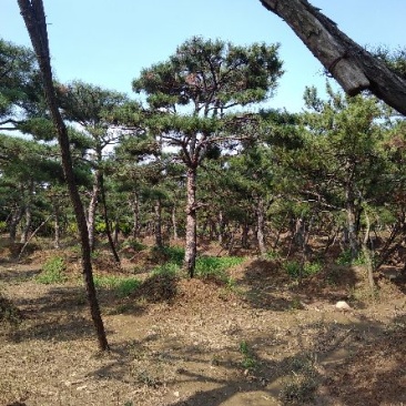 专业常年销售绿化——造型景松树，造型油松，黑松，平顶松，