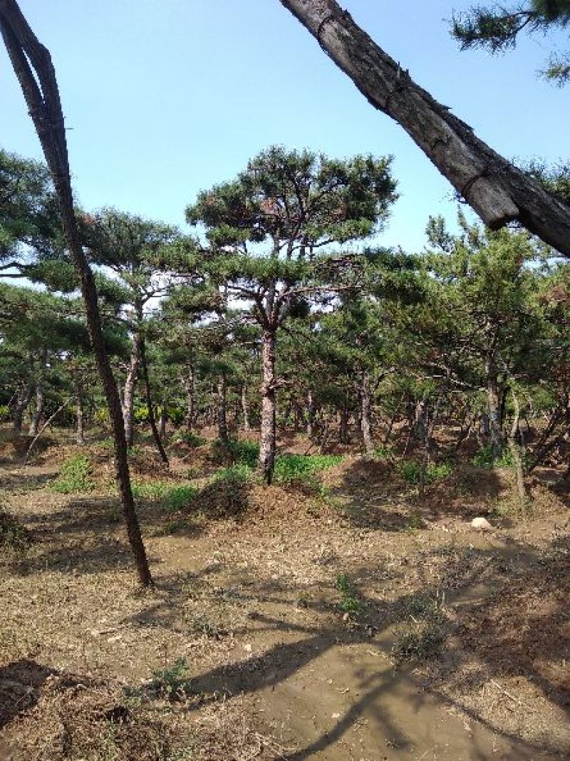 专业常年销售绿化——造型景松树，造型油松，黑松，平顶松，