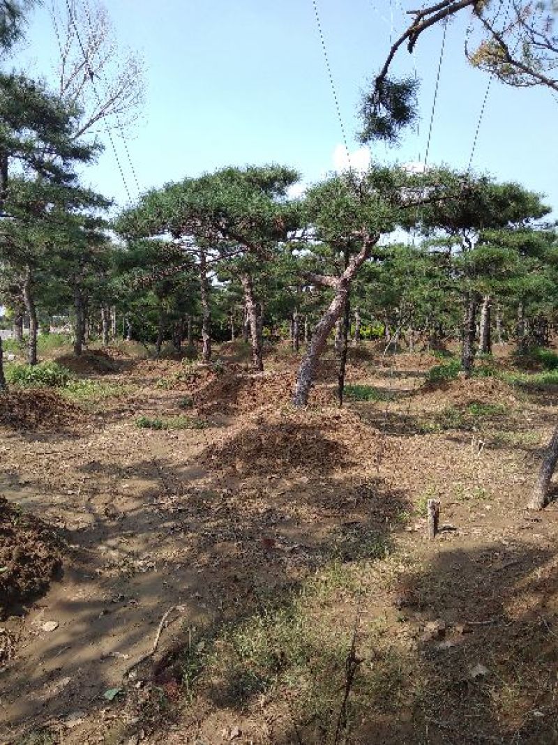 专业常年销售绿化——造型景松树，造型油松，黑松，平顶松，