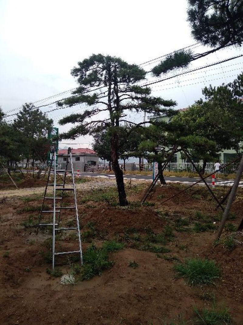 专业常年销售绿化——造型景松树，造型油松，黑松，平顶松，