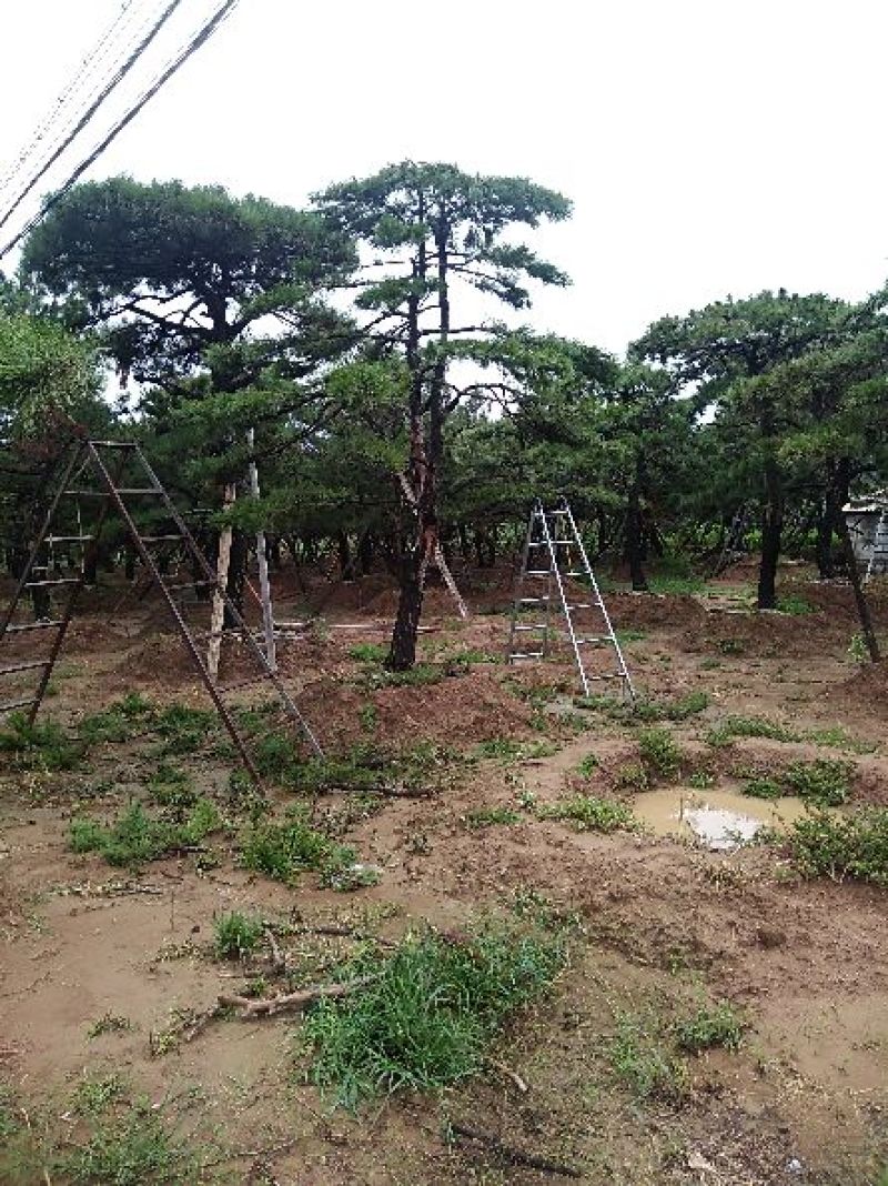 专业常年销售绿化——造型景松树，造型油松，黑松，平顶松，