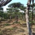专业常年销售绿化——造型景松树，造型油松，黑松，平顶松，