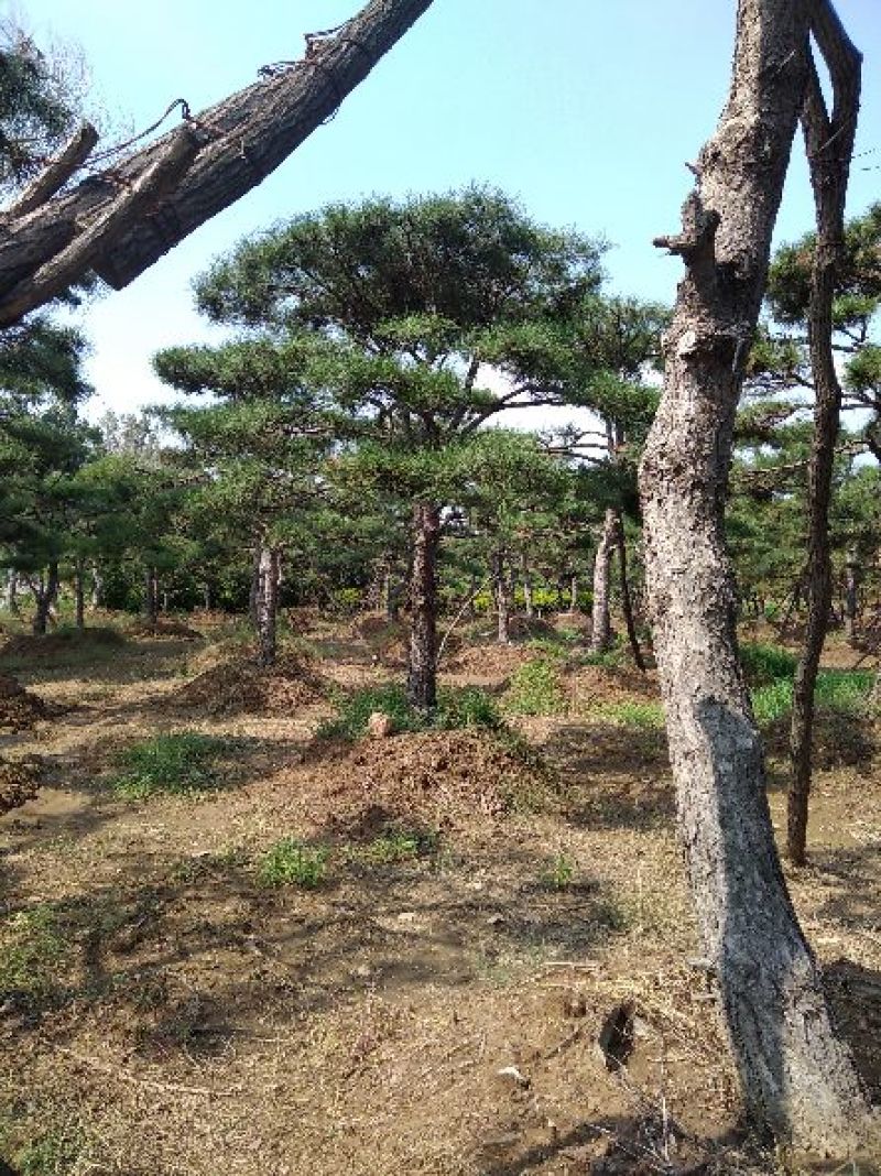 专业常年销售绿化——造型景松树，造型油松，黑松，平顶松，