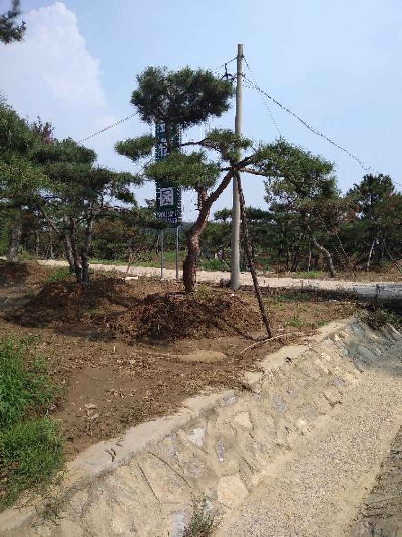 专业常年销售绿化——造型景松树，造型油松，黑松，平顶松，