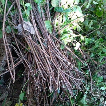 北花，金银花苗，四季金银花苗。