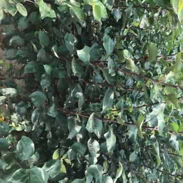 钙果苗，红肉苹果苗，皂角苗，花椒苗，连翘苗，柿子苗