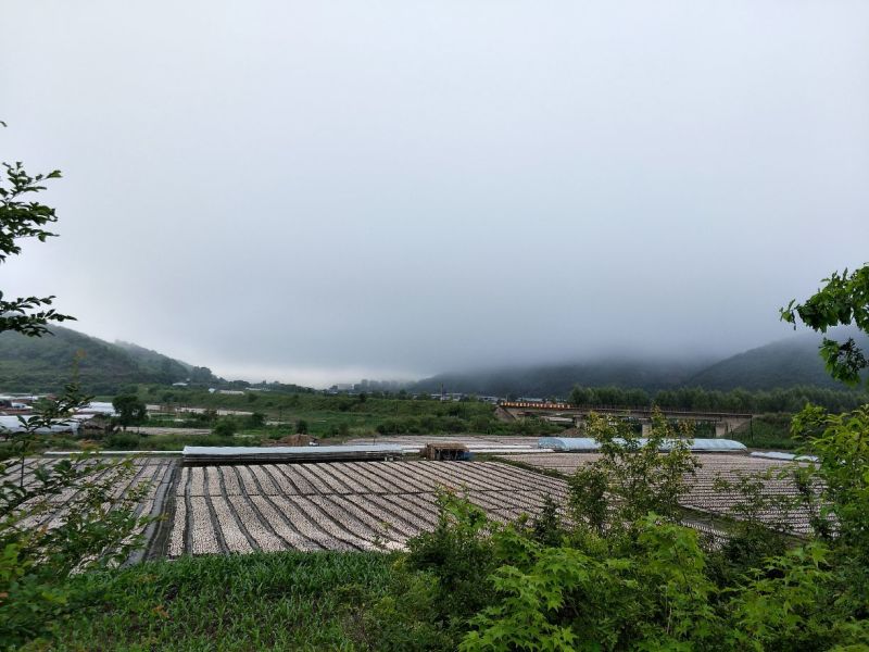 黑木耳