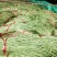 新乐绿龙豆角60厘米以上可视频看货产地直供