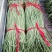 新乐绿龙豆角60厘米以上可视频看货产地直供