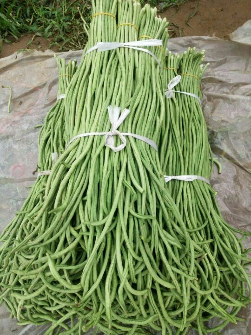 新乐绿龙豆角60厘米以上可视频看货产地直供
