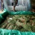 新乐绿龙豆角60厘米以上可视频看货产地直供